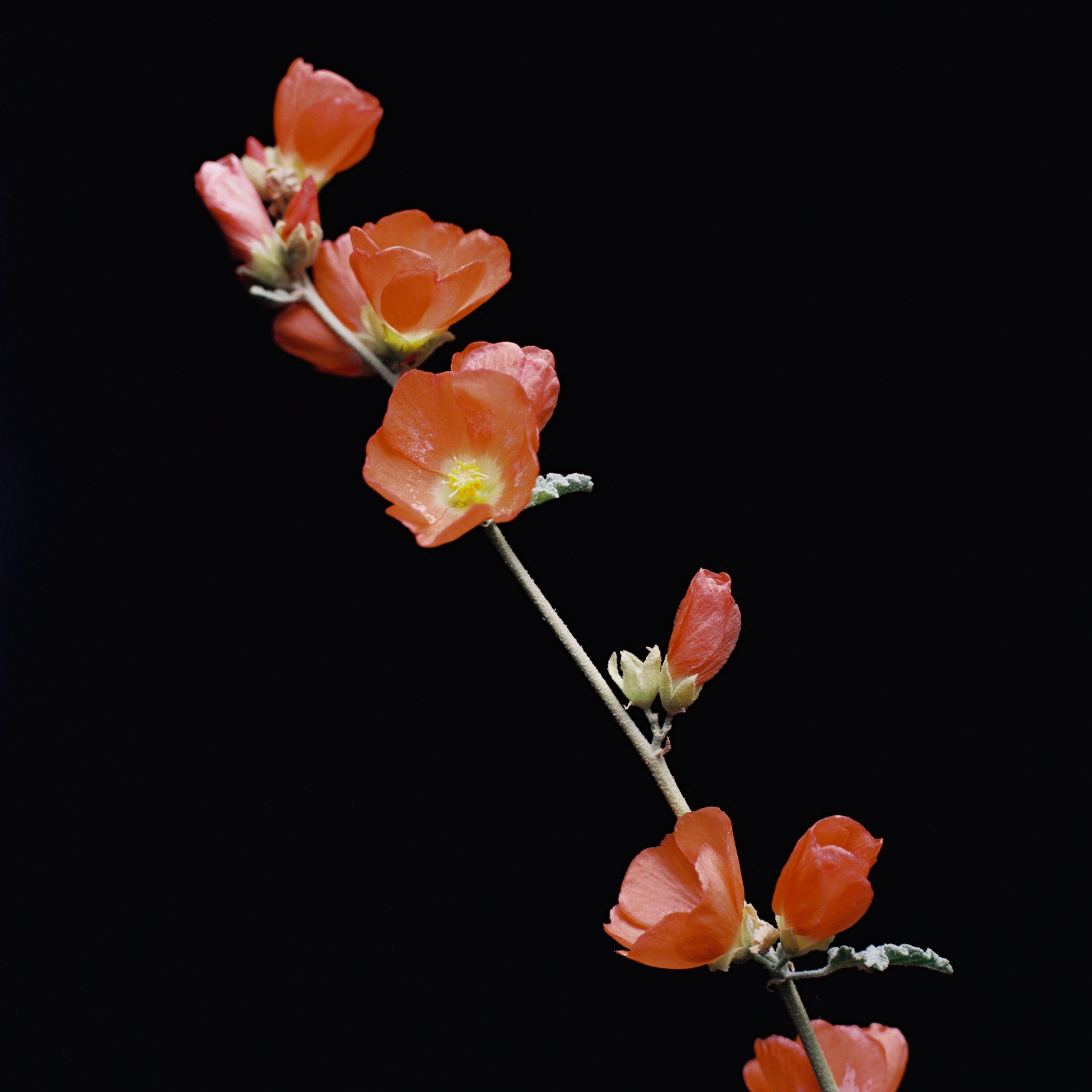 1021792-R1-E010JUAN PINNEL.jpg