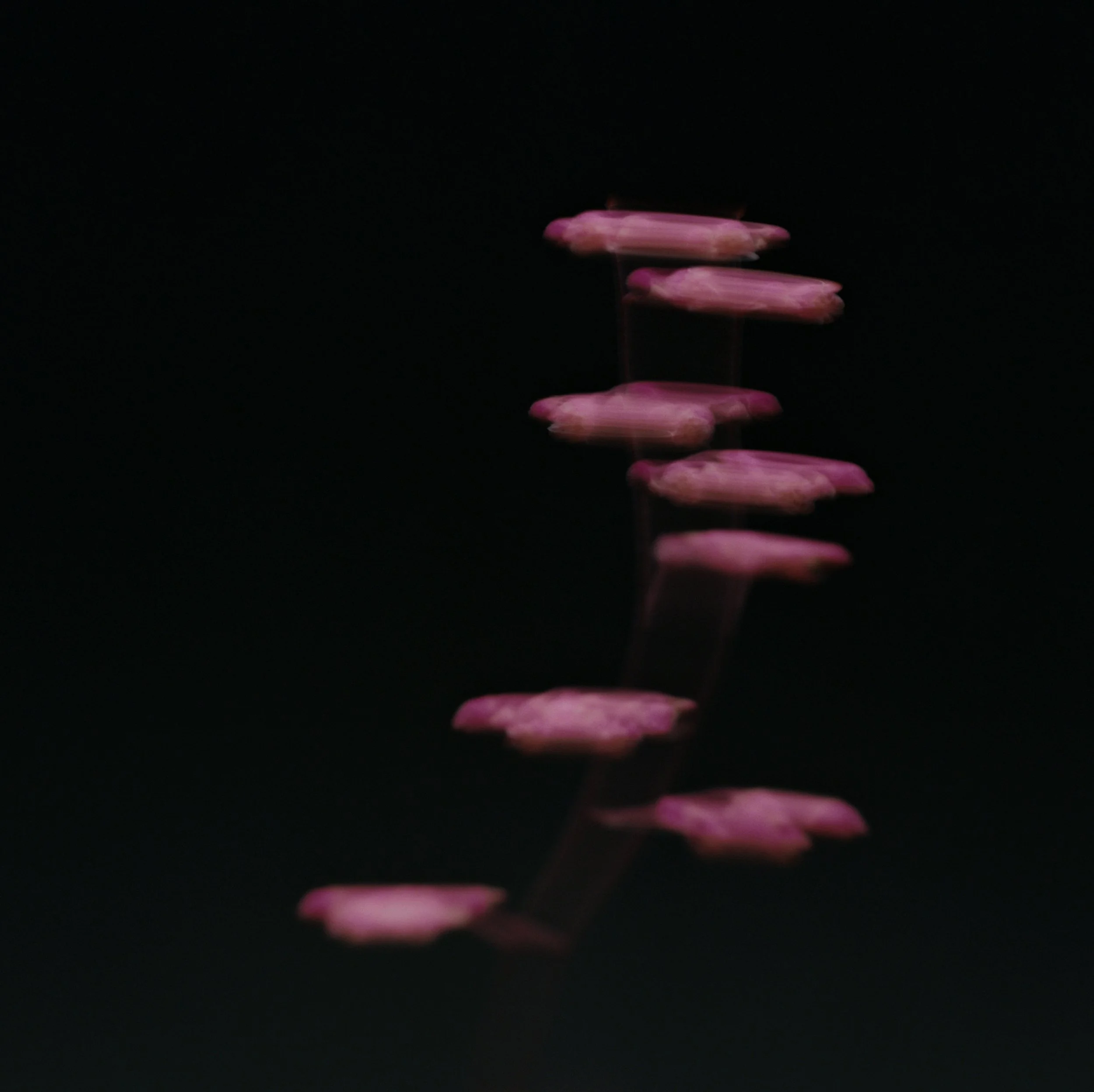 25851_12JUAN PINNEL.jpg