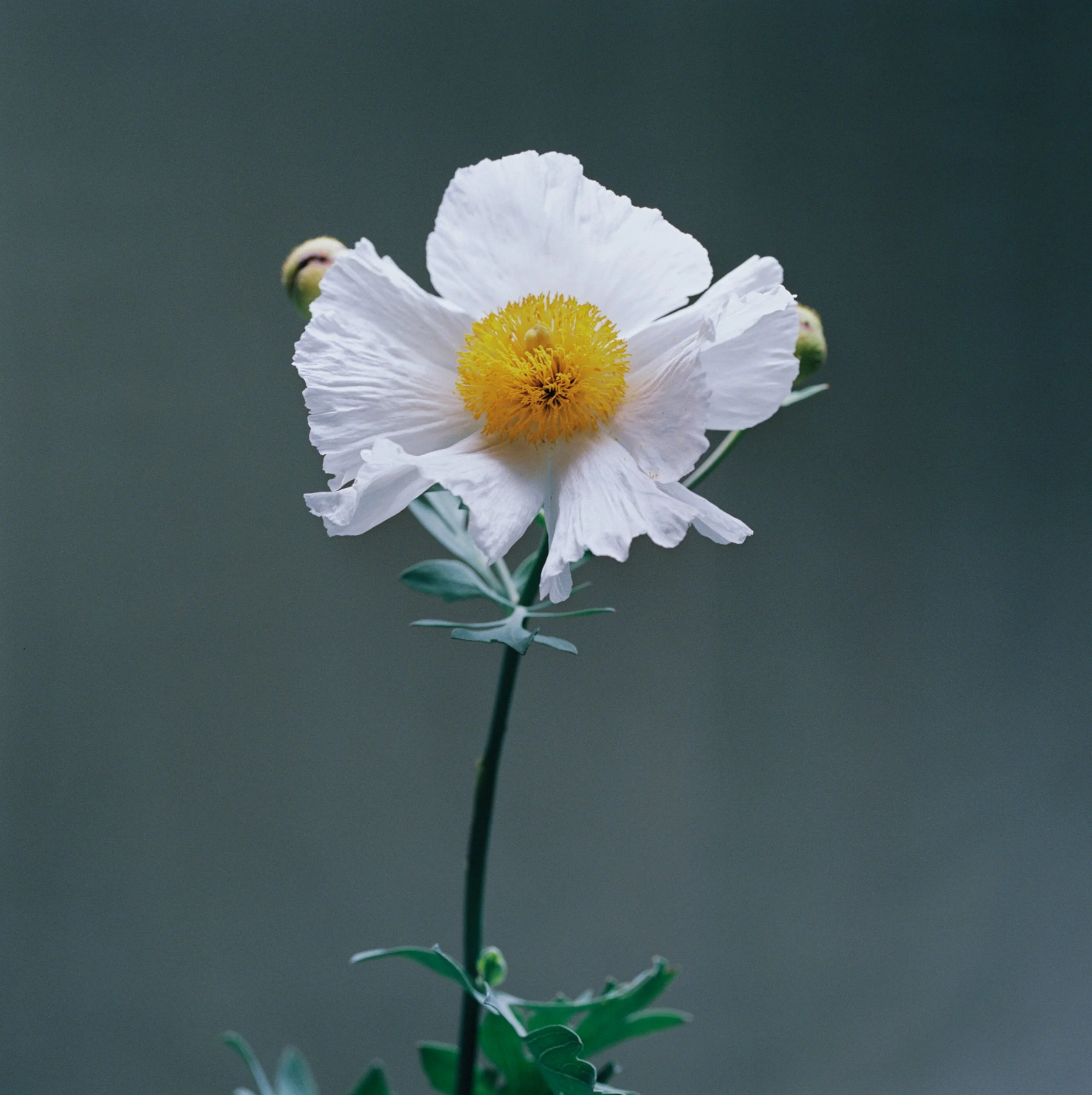 25853_12JUAN PINNEL.jpg