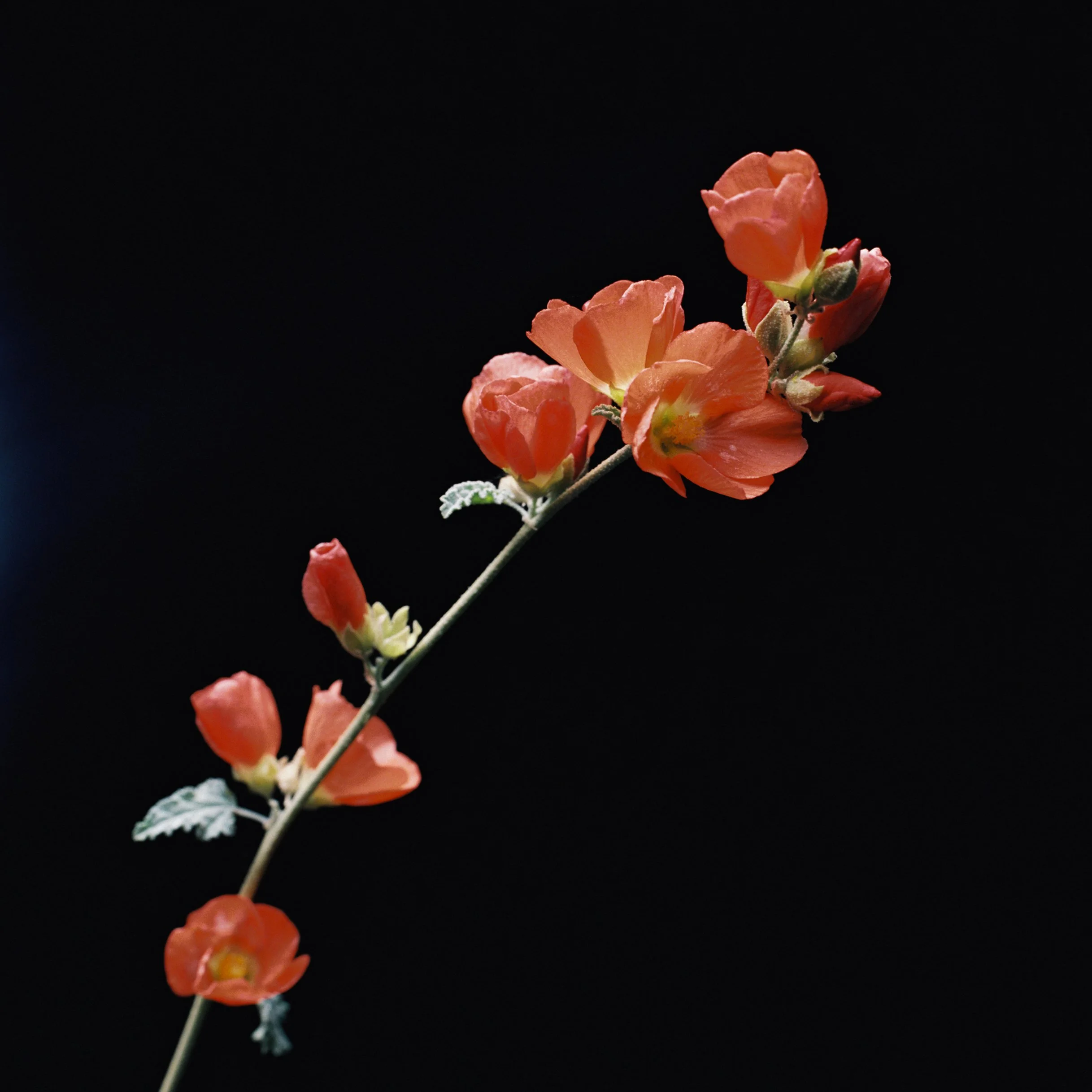 1021792-R1-E001JUAN PINNEL.jpg