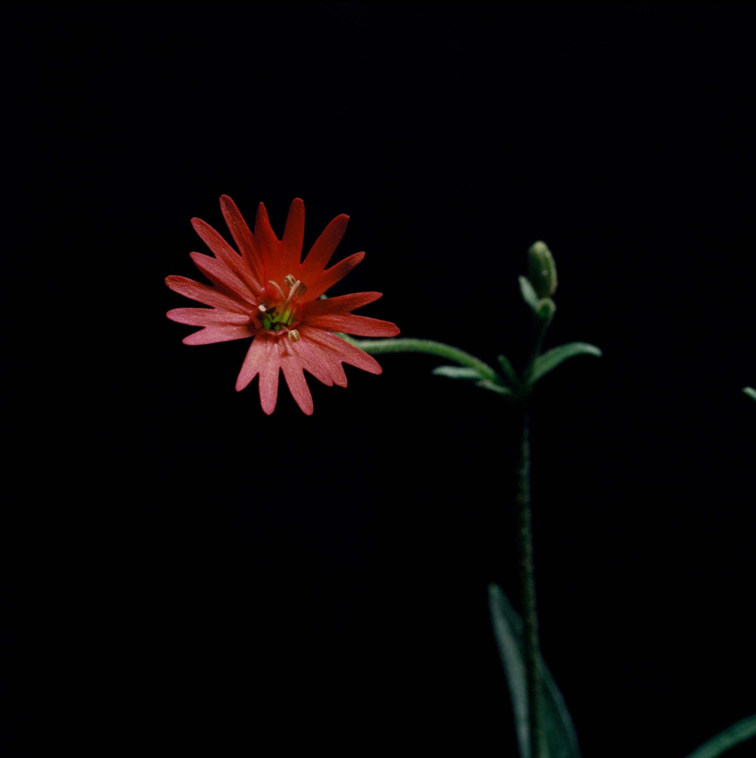 14192_12JUAN PINNEL.jpg