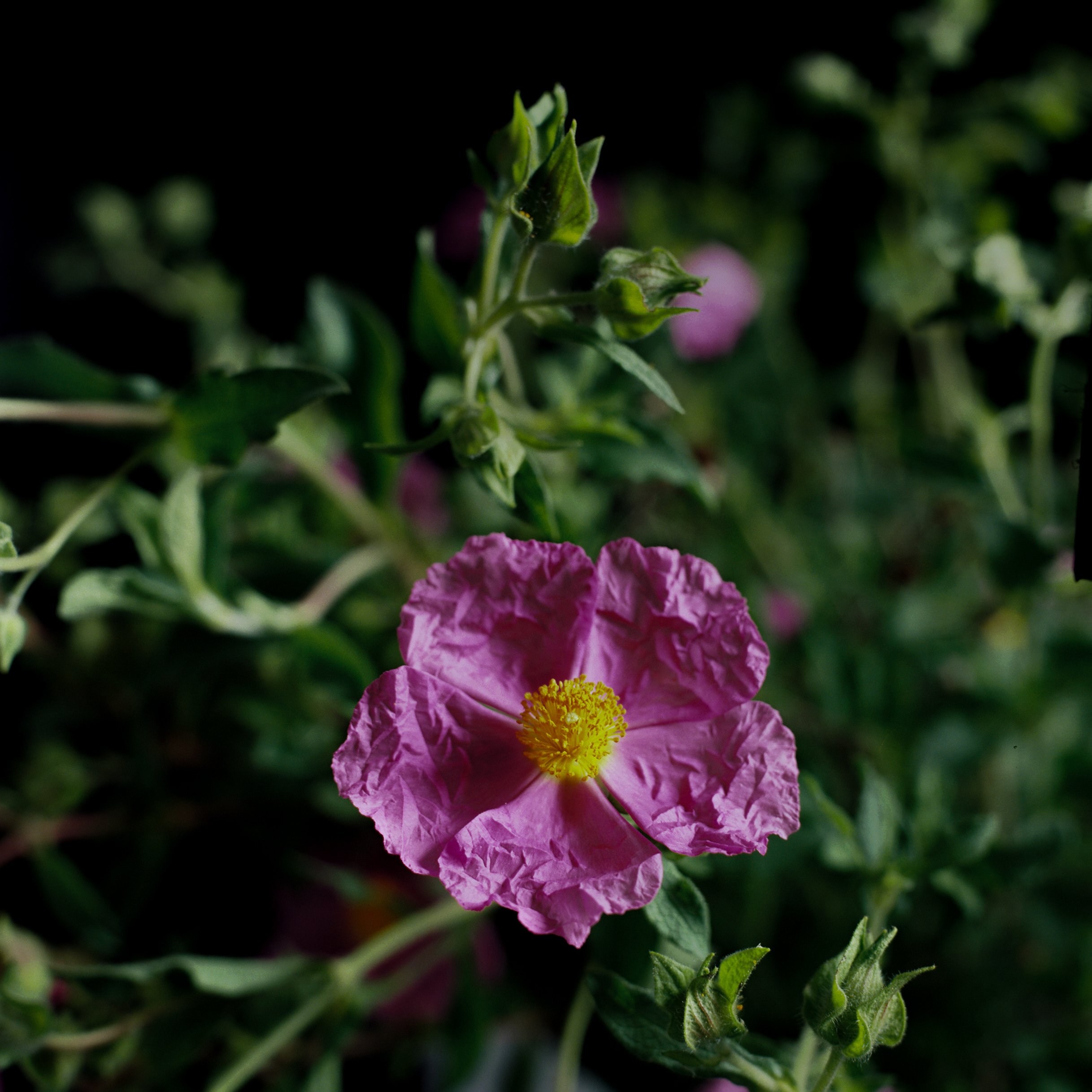 1022386-R1-E004JUAN PINNEL.jpg