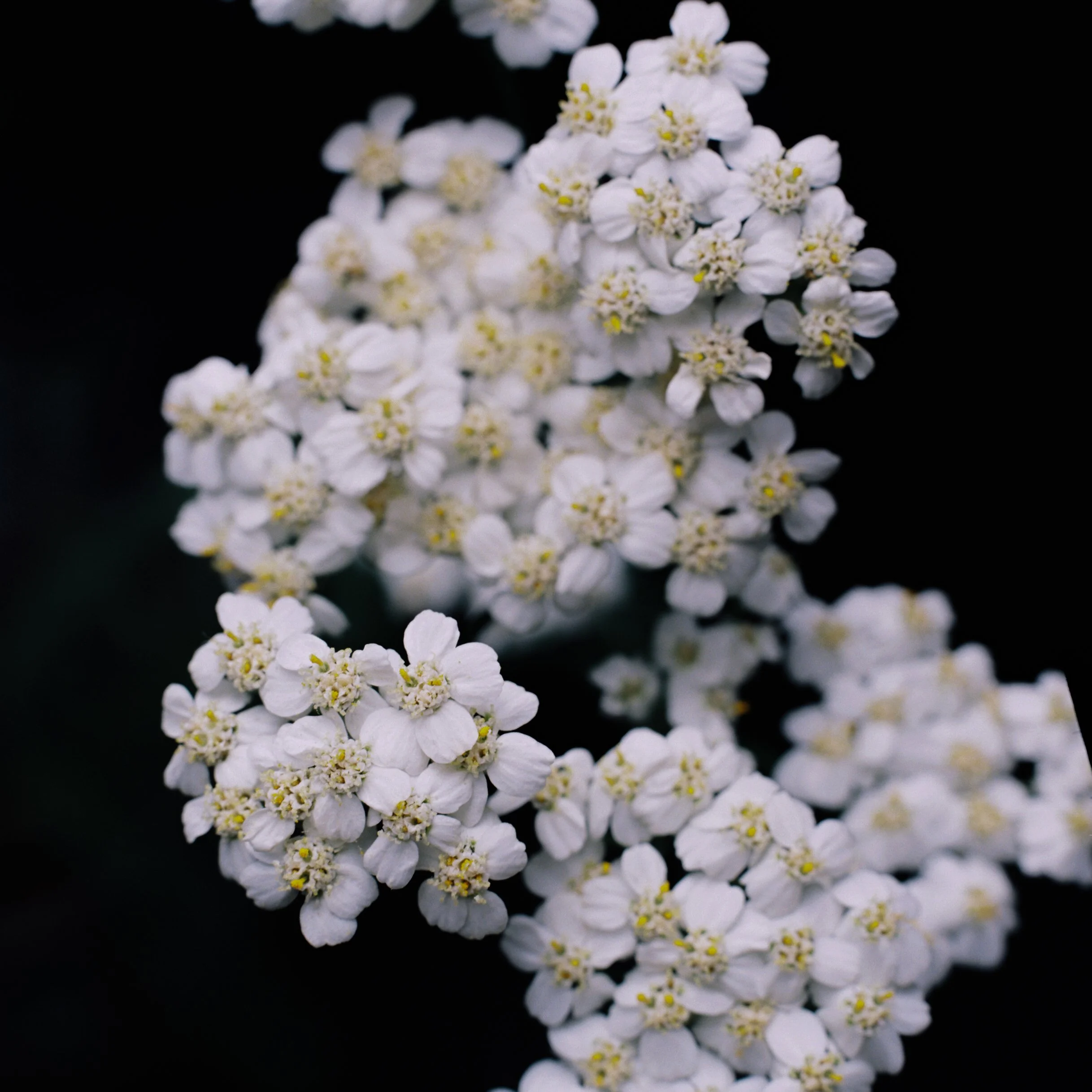 1021788-R1-E003JUAN PINNEL.jpg