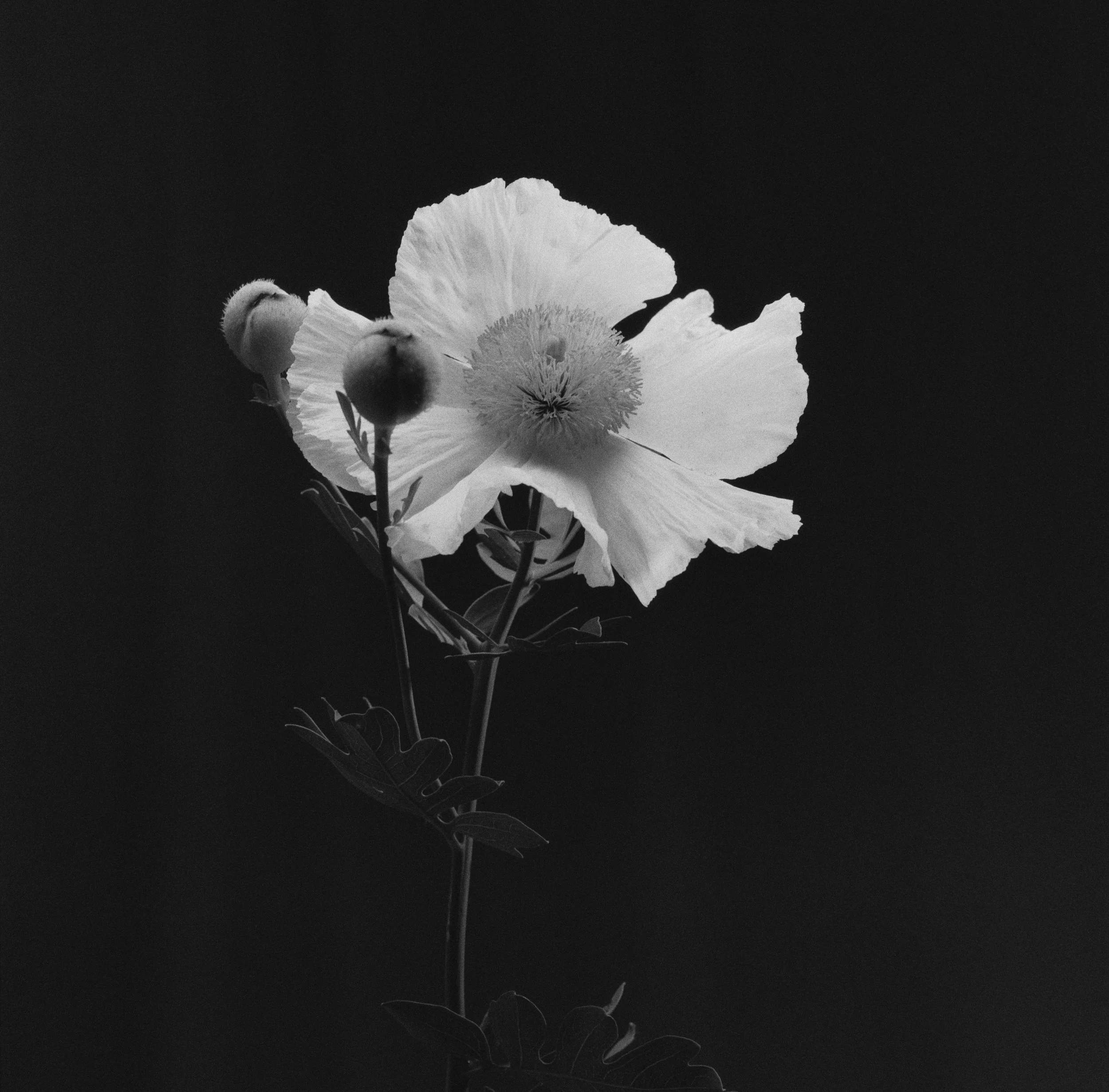 48773_03JUAN PINNEL.jpg