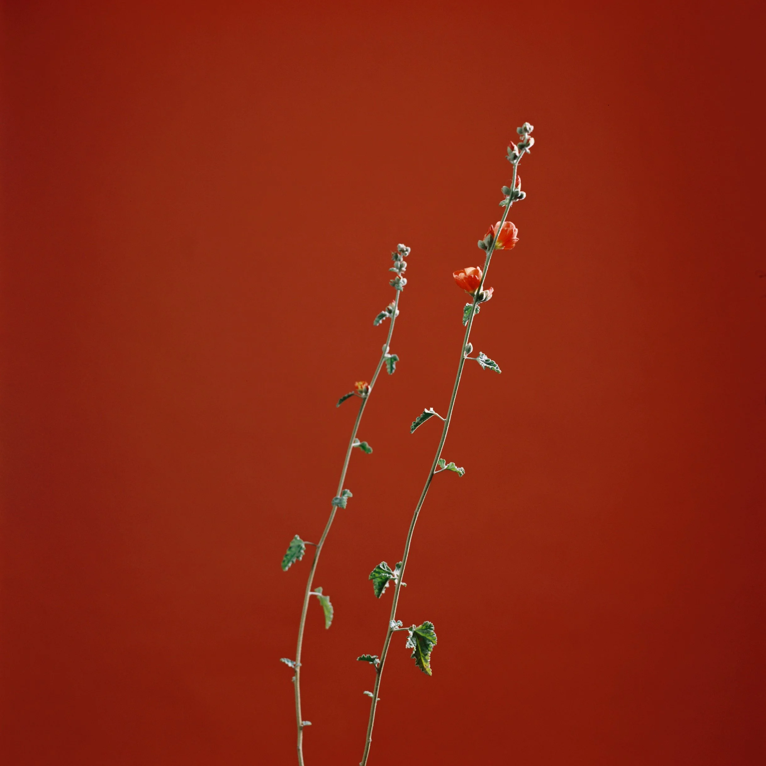 1021790-R1-E002JUAN PINNEL.jpg