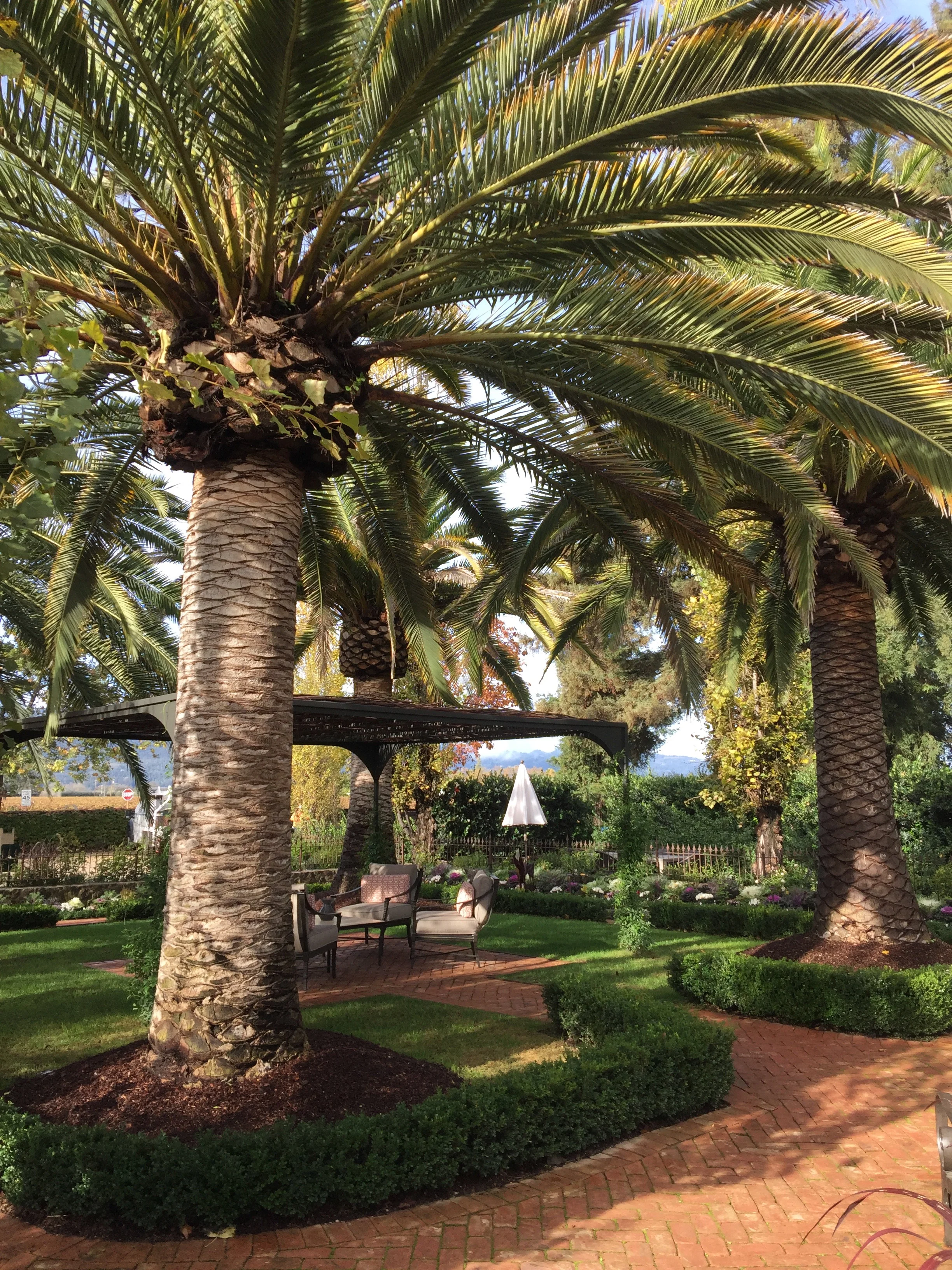 The beautiful grounds of the Caymus Winery