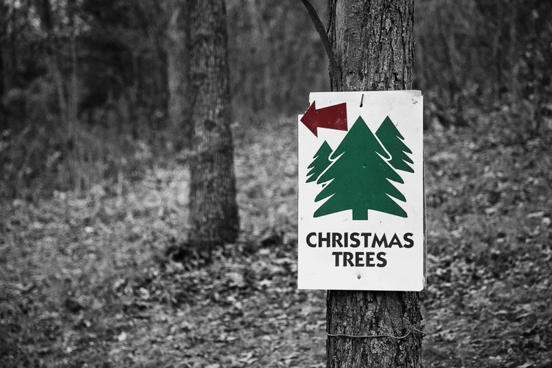 The Stalking of the Christmas Tree