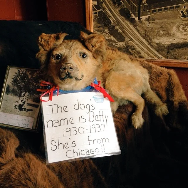 What? A stuffed dog? Really?