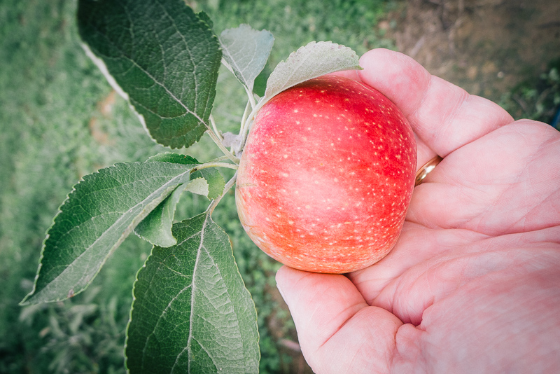 ApplePicking2012__1000943_800px