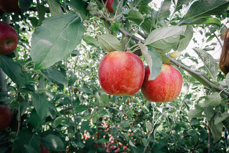 ApplePicking2012__1000946_800px