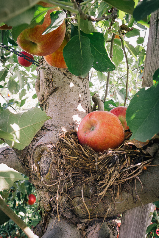 ApplePicking2012__1000955_800px