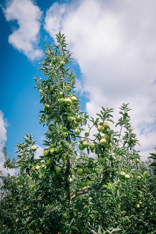 ApplePicking2012__1000962_800px