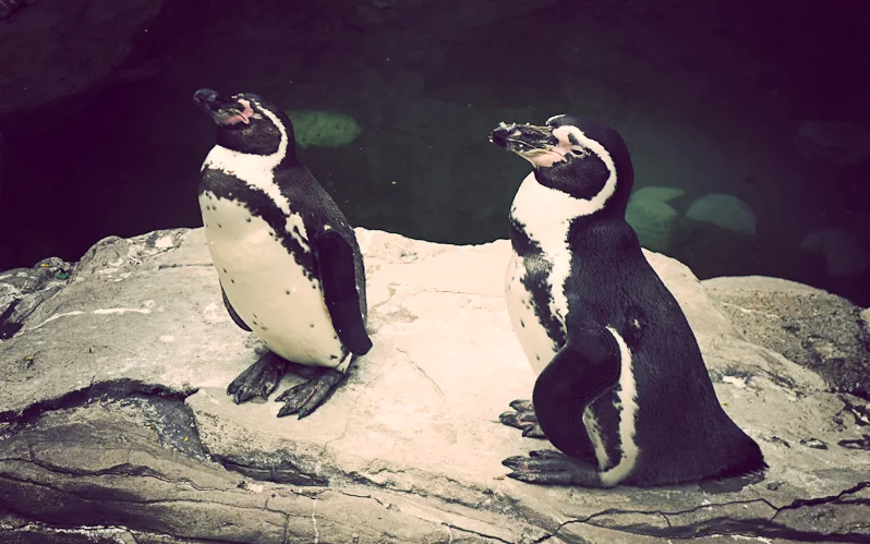 Penguins Hanging Out