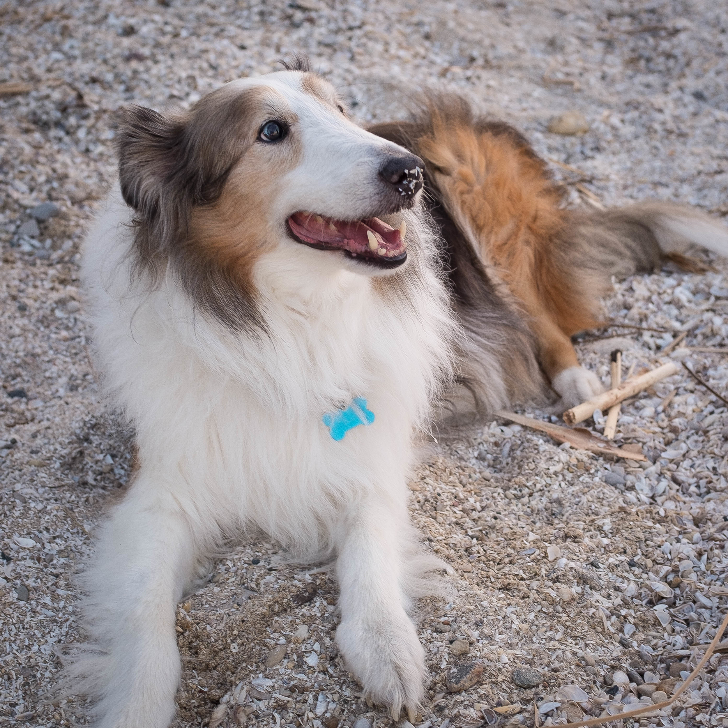 For a dog that just a couple years ago hated to be on the beach, this guy has become a complete outdoor dog. He'd hang out by the water all day and all night, if we let him.