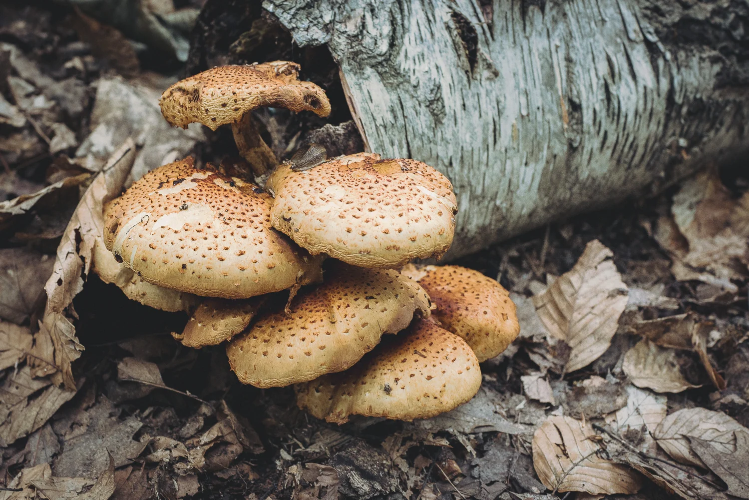 OldMissionPeninsula2016-00865.jpg