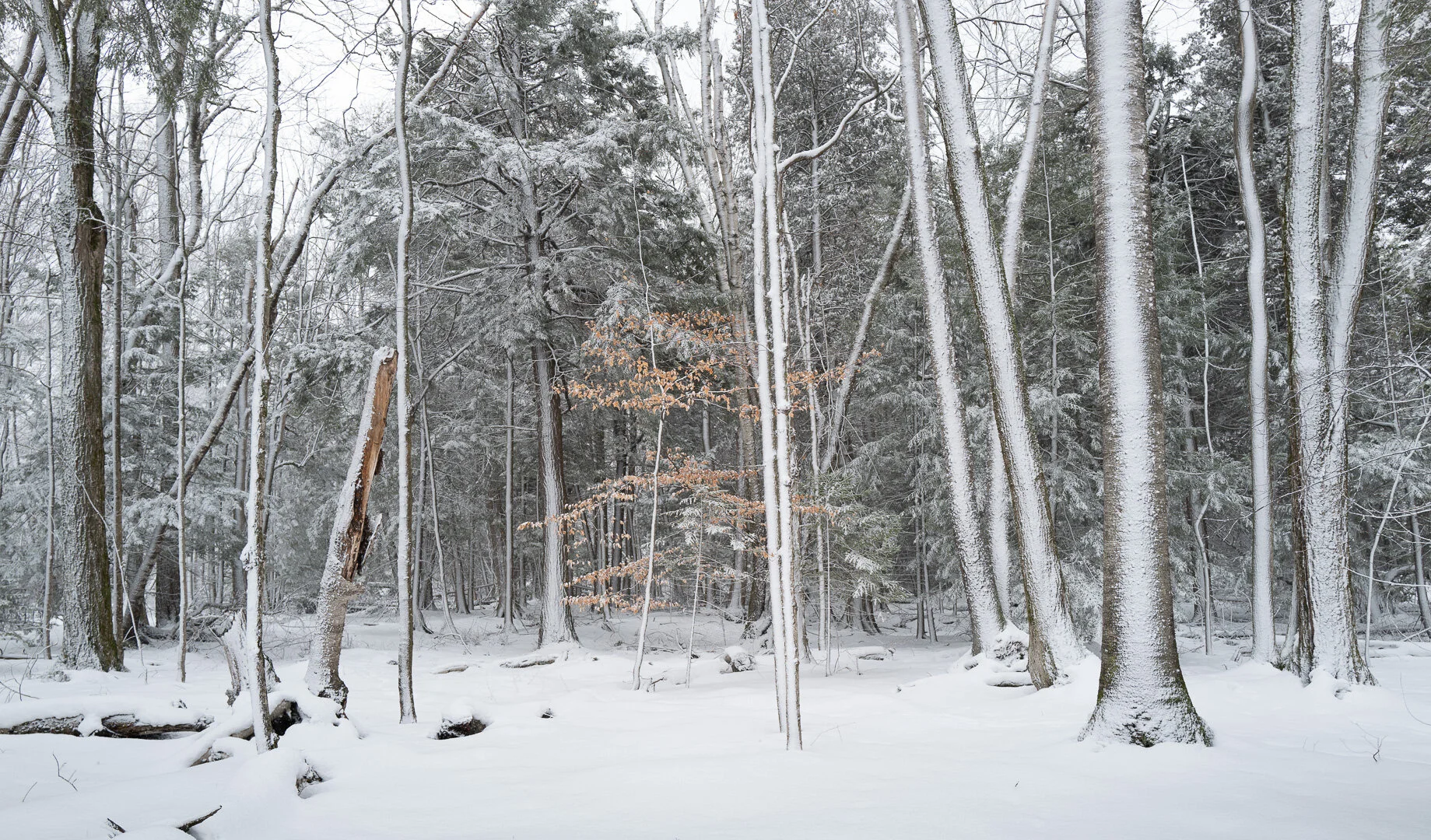The Snowy Woods