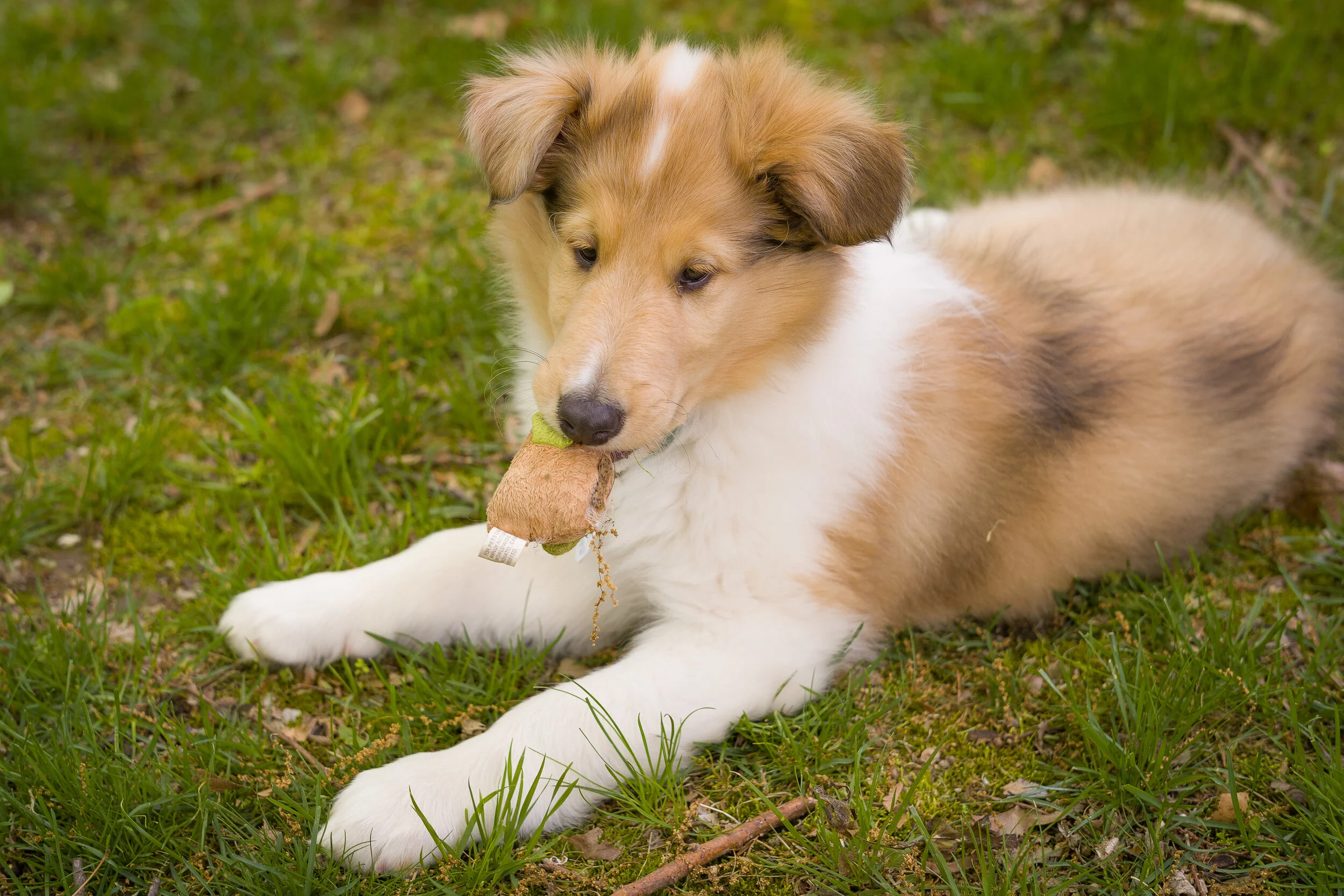 A Small Fluffball Joins the Family