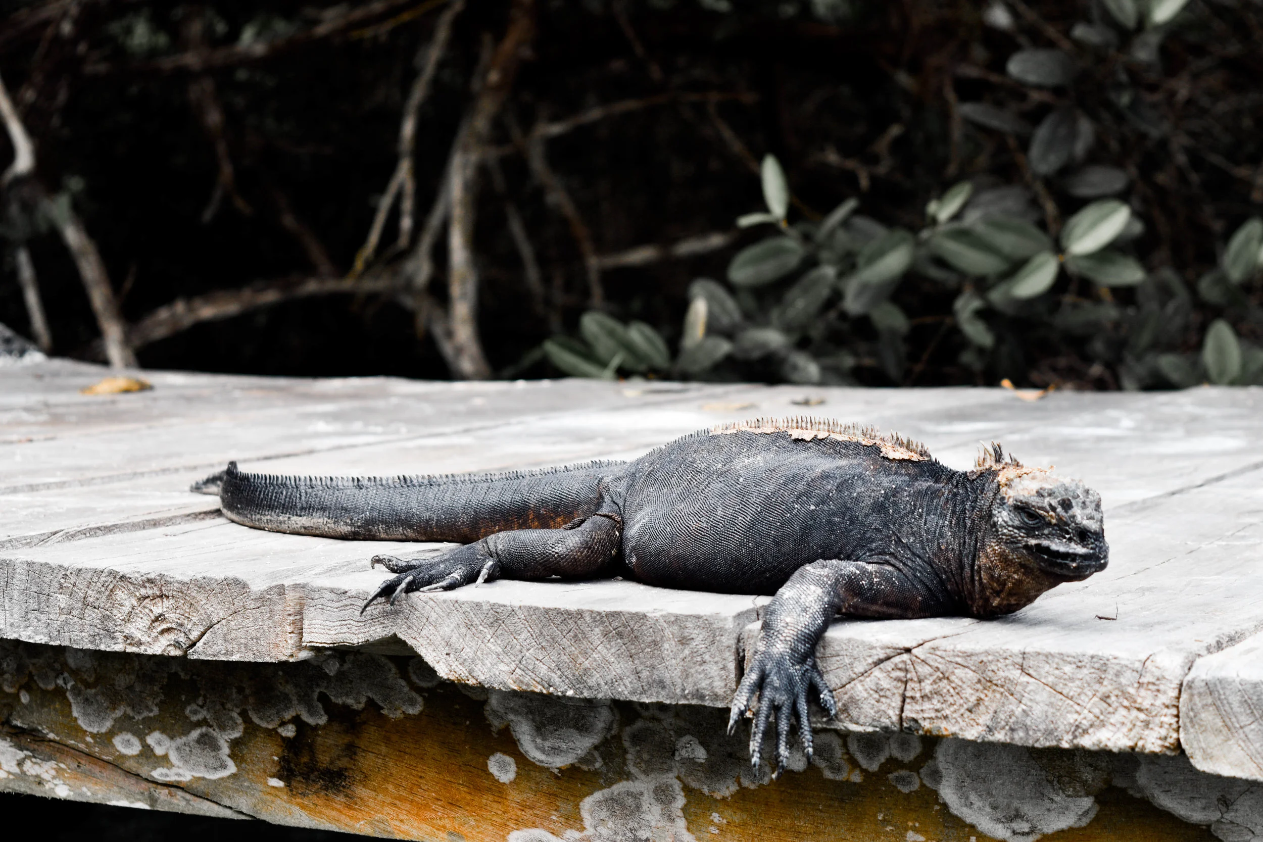You'll see these guys everywhere while kayaking Puerto Ayora. 