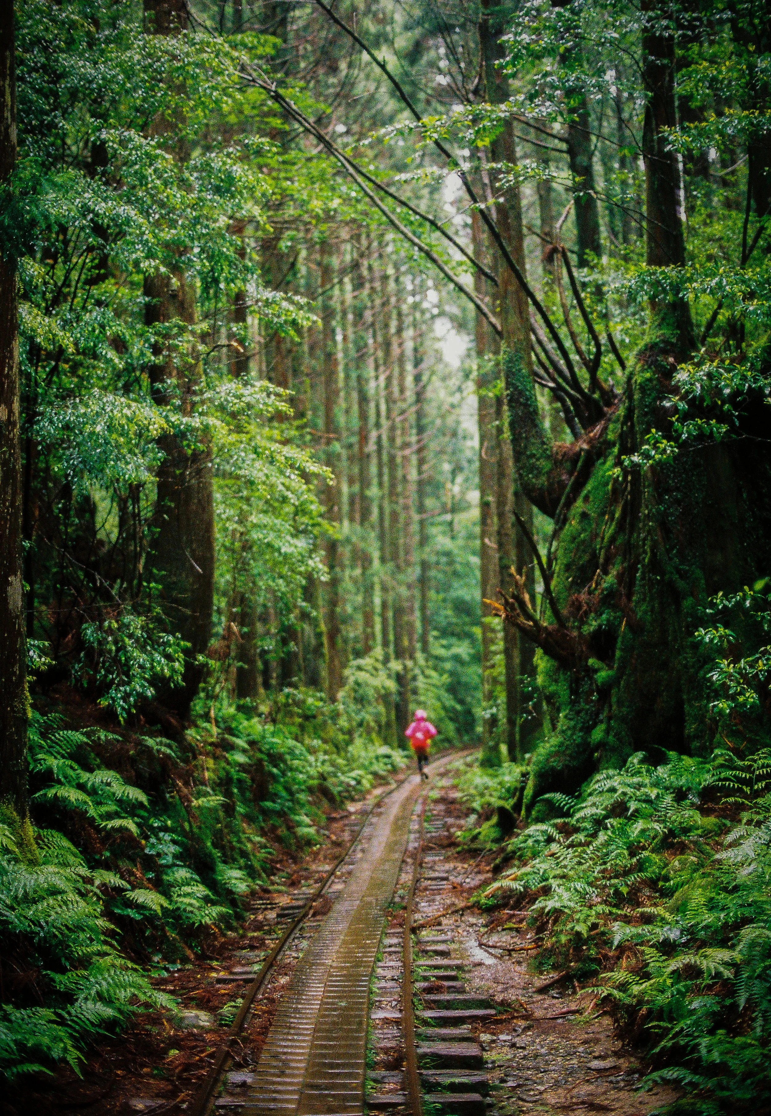 Yakushima, Kagoshima