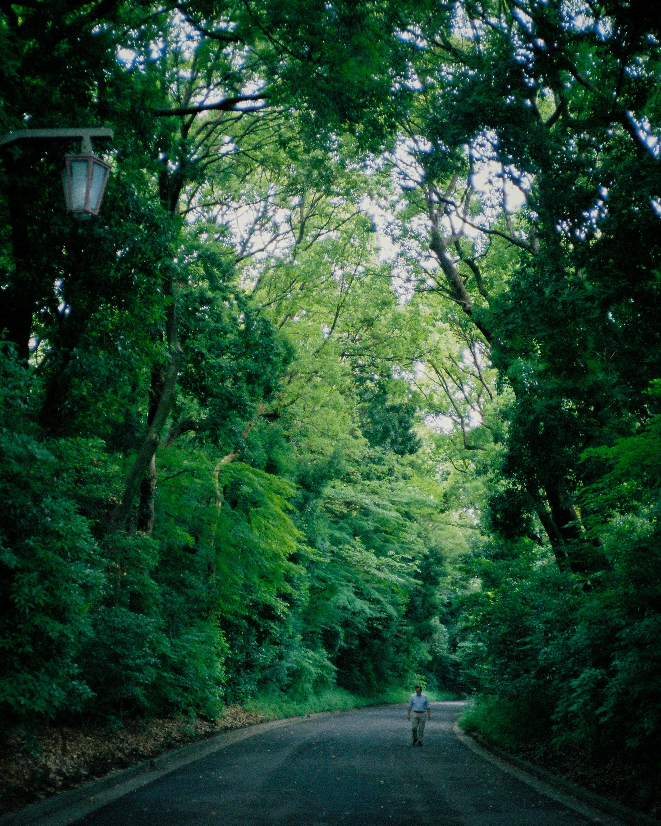 Meiji Shrine, Tokyo