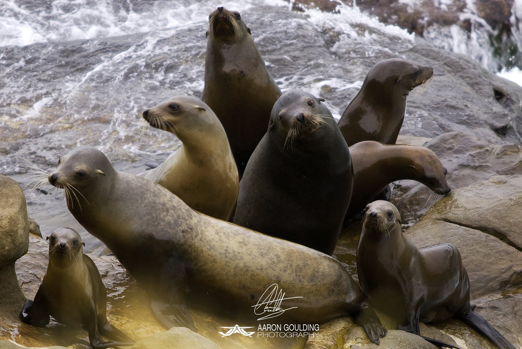 04-22-10_18x12_Web_Website_Sea_Lion_Family_Ph_Goulding (6).jpg