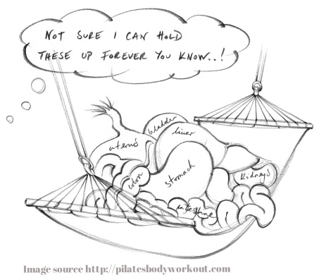 The pelvic floor muscles act like a hammock, spanning from pubic bone to tailbone, supporting all pelvic organs. 
