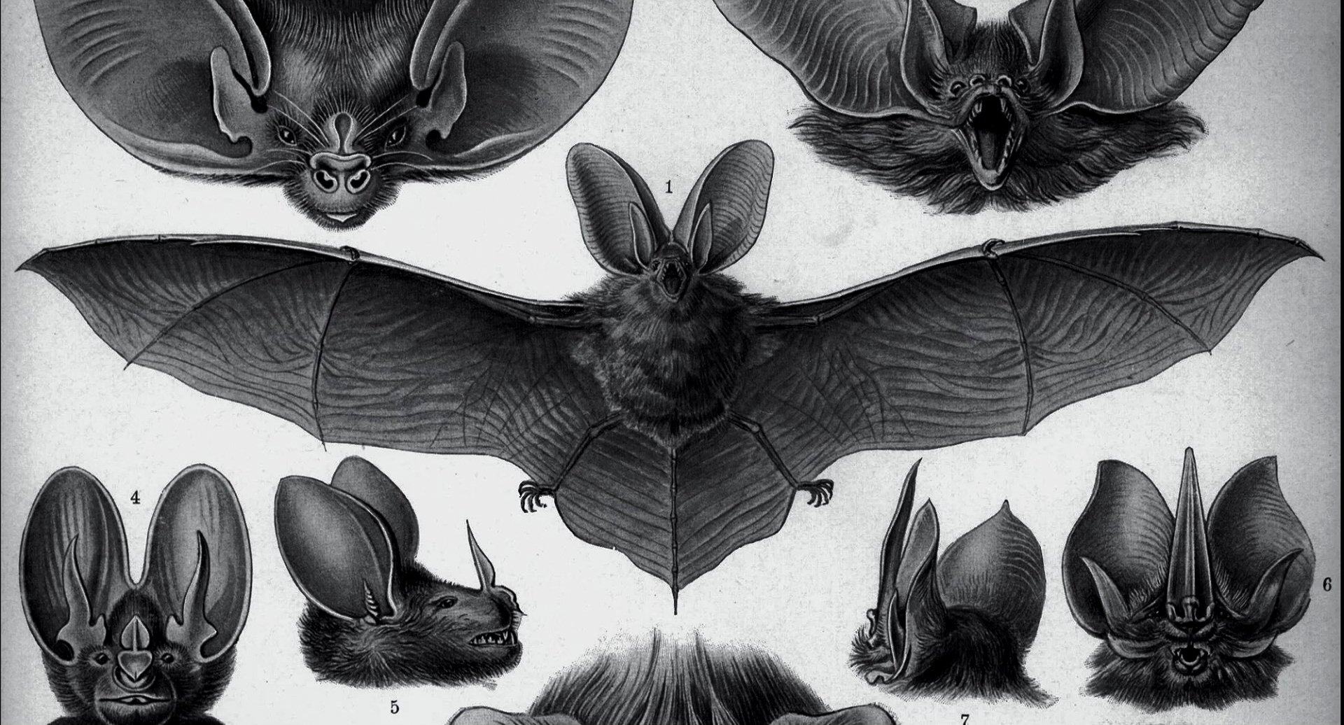 bats.jpg