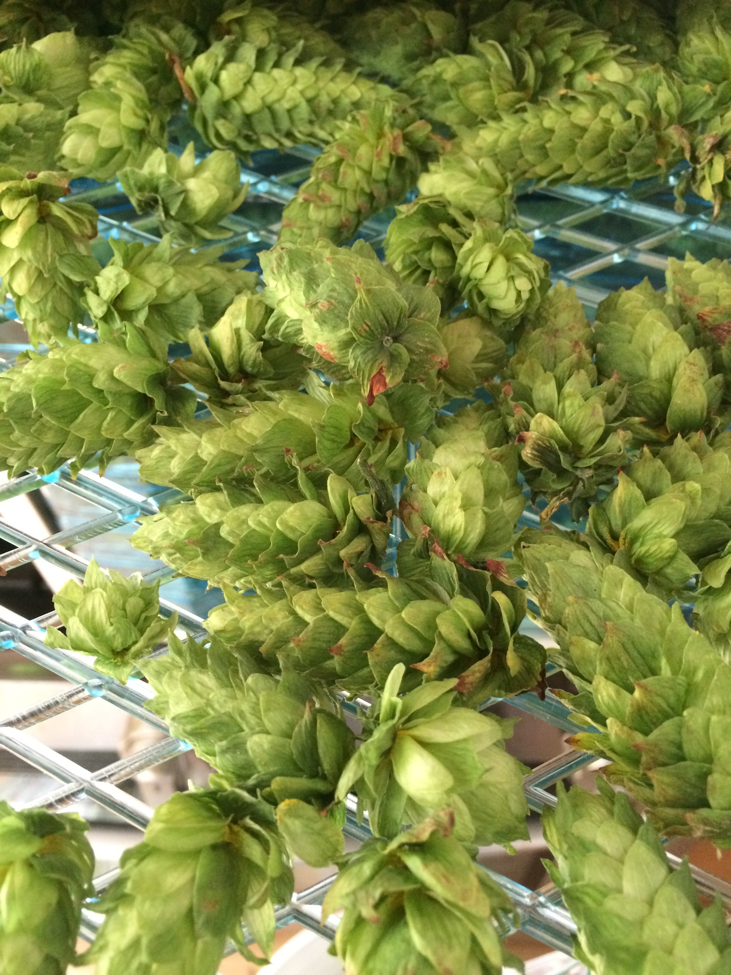 A rack full of dry hops