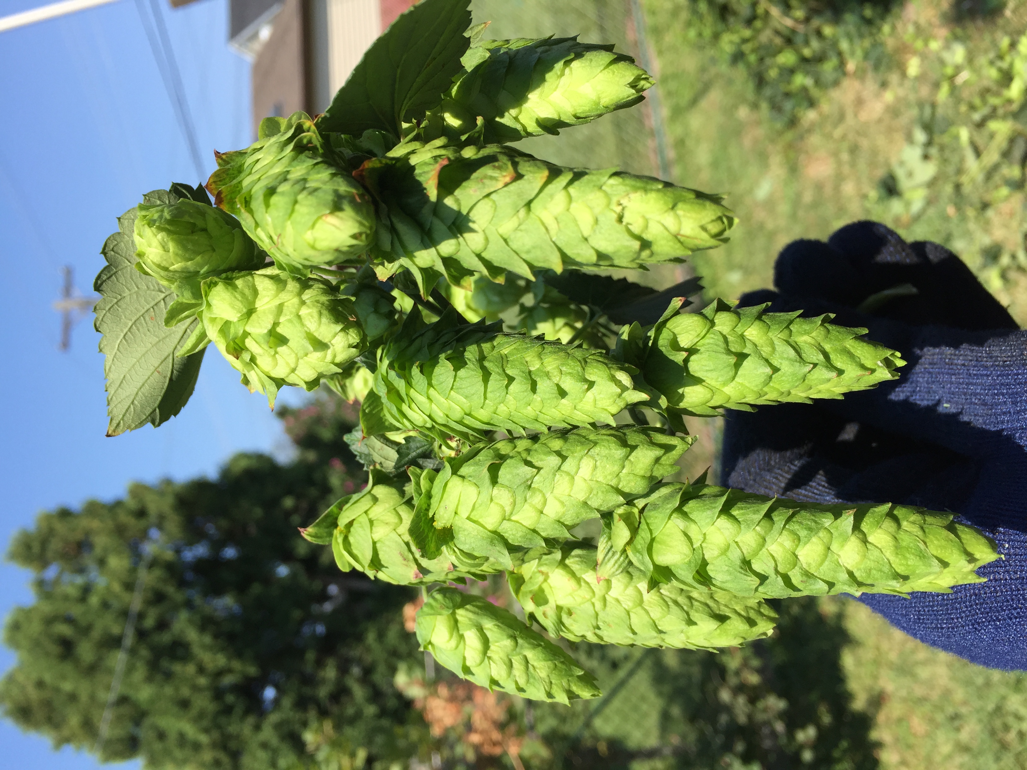 Harvesting Cascade Hops