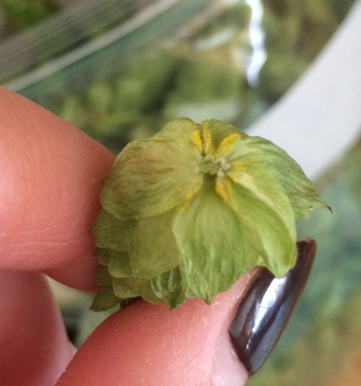 Lupulin!