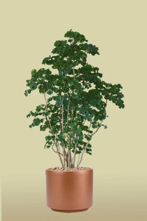 Balfour Aralia
