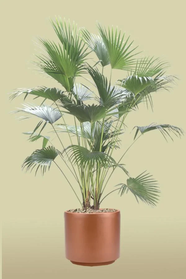 Chinese Fan Palm