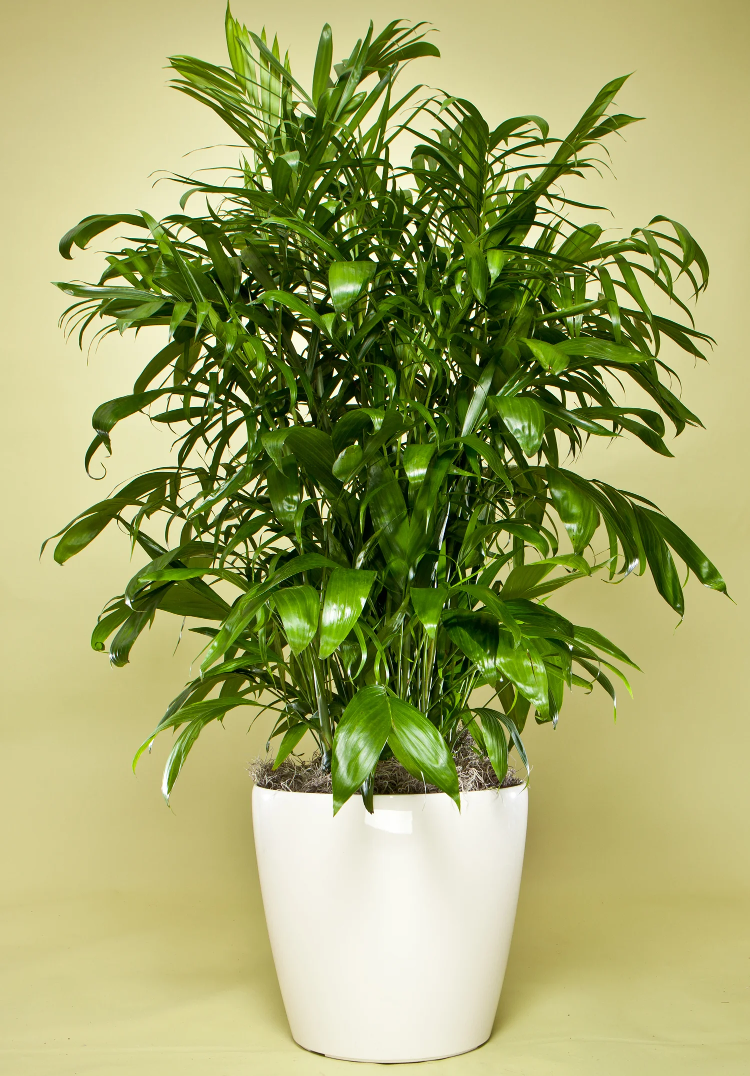 Chamaedorea Palm