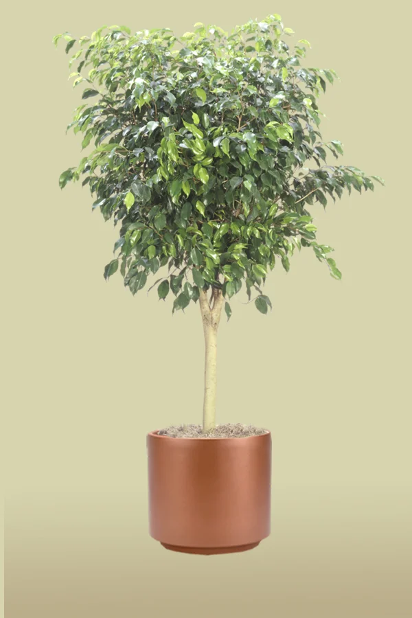 Ficus Benjamina