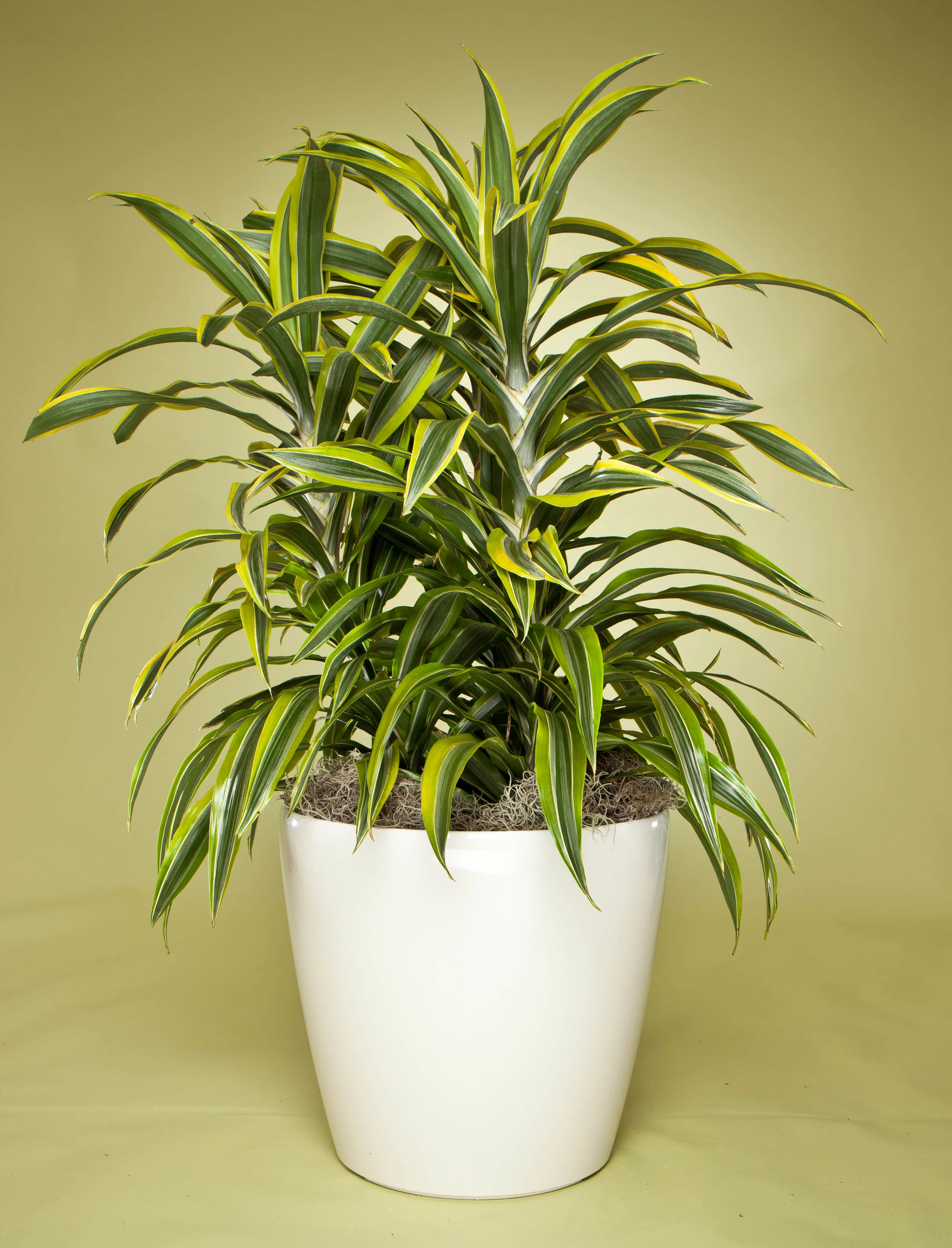 D. Warneckii Lemon Lime