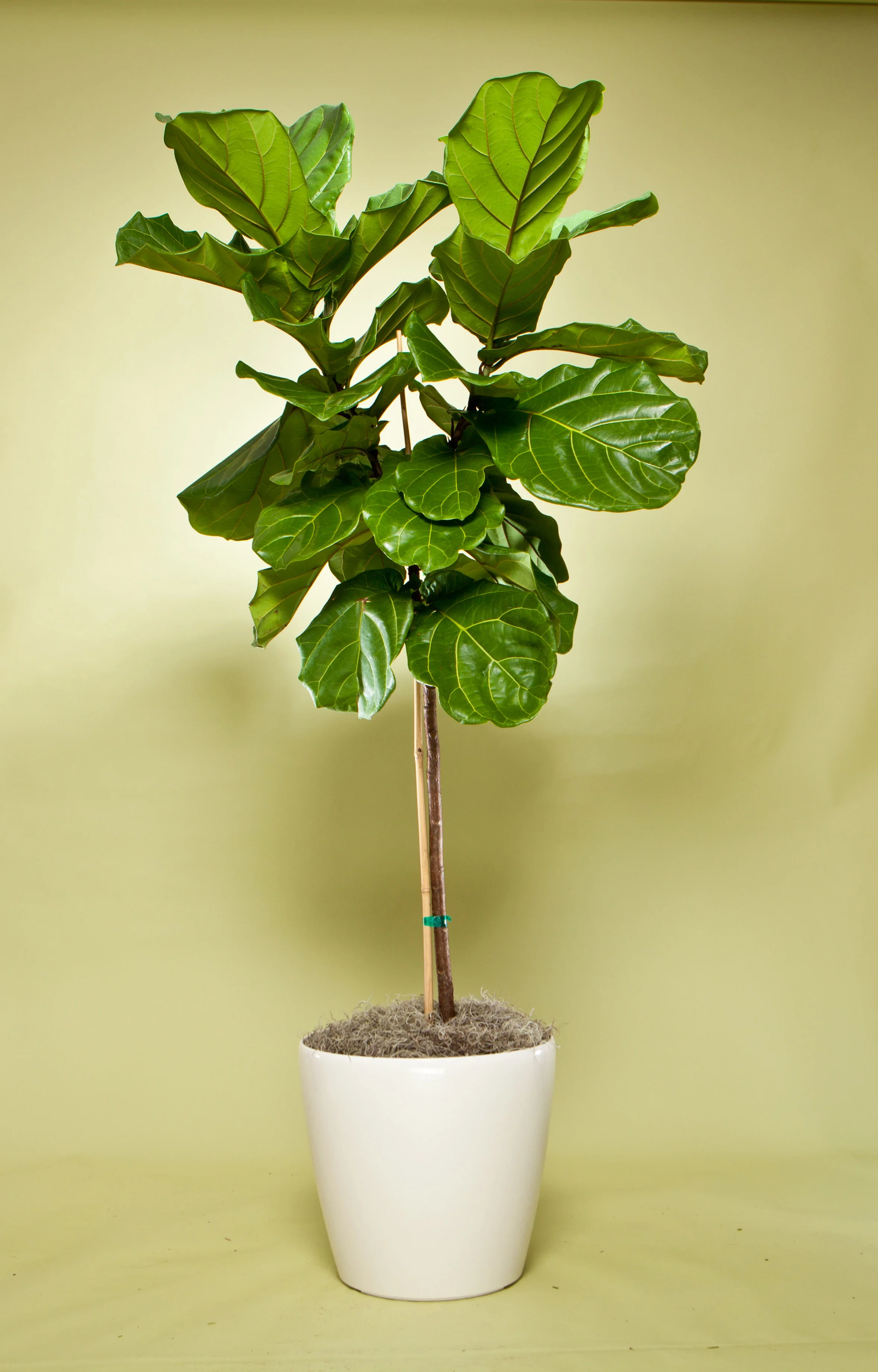 Ficus Lyrata Standard