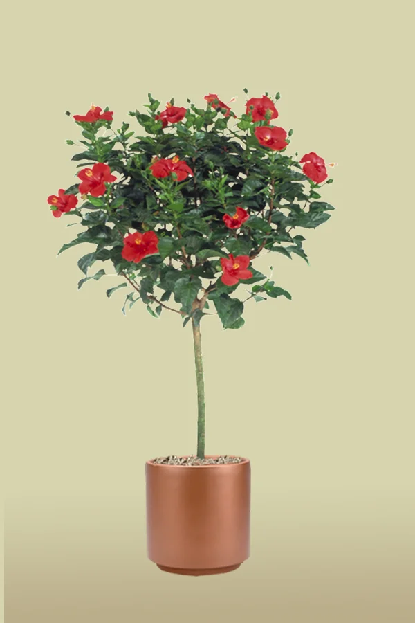 Hibiscus Tree