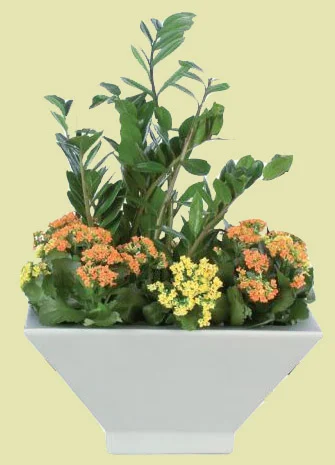 ZZ and Kalanchoe Arrangement