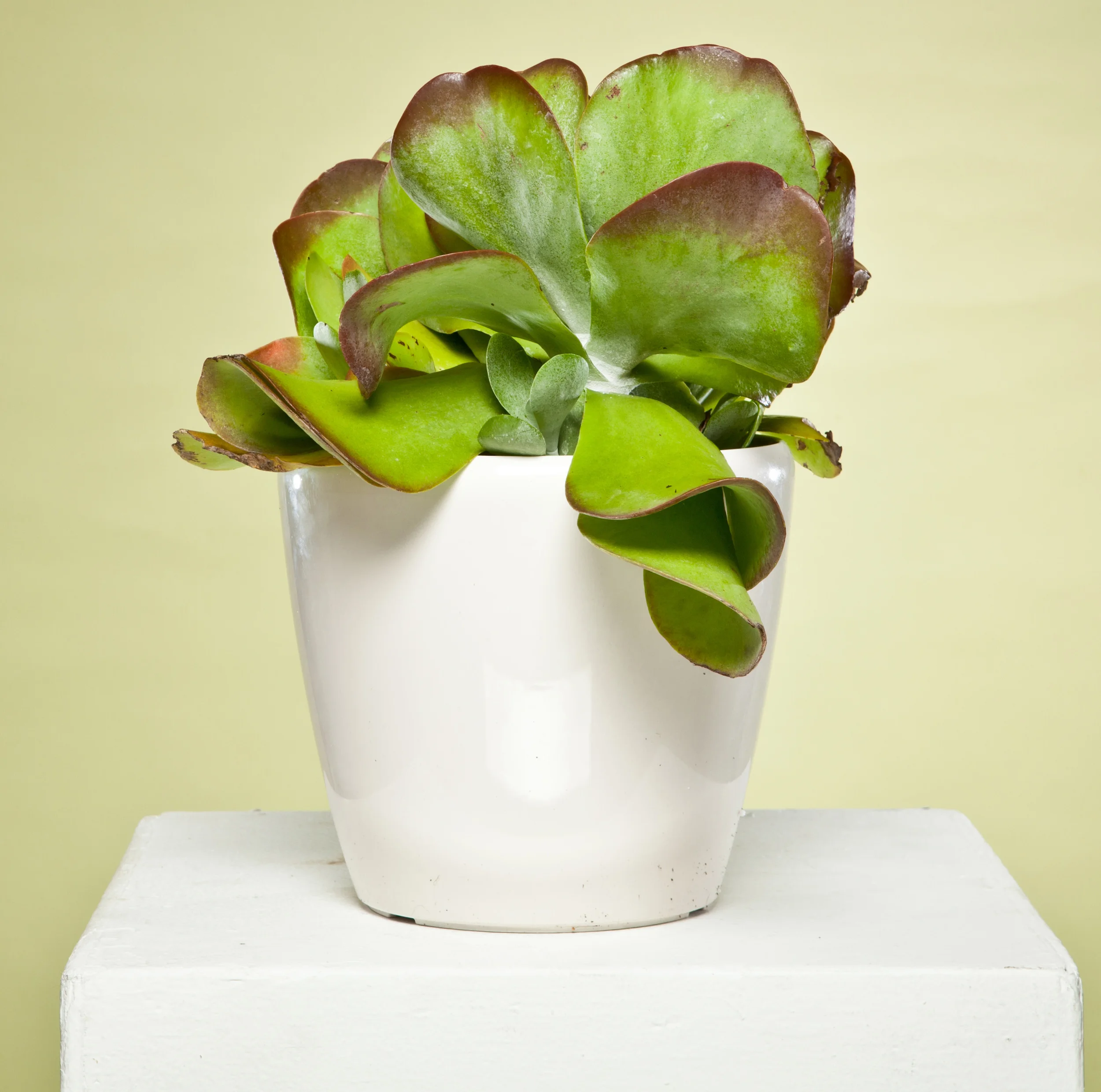 Flapjack Succulent