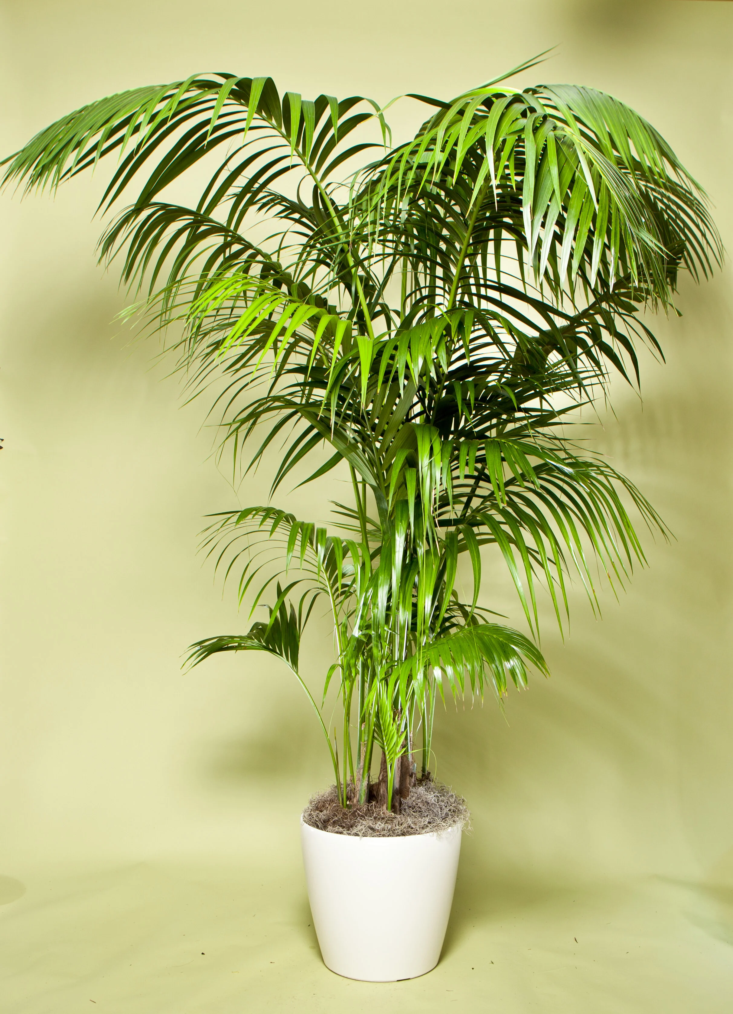 Kentia Palm
