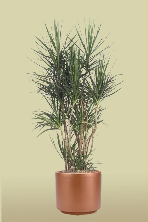 Marginata
