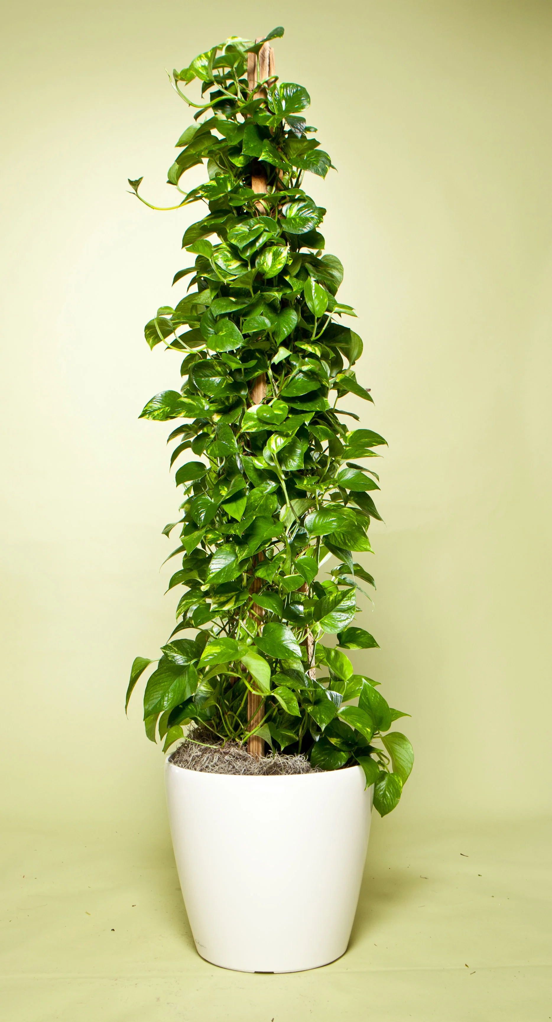 Pothos Totem