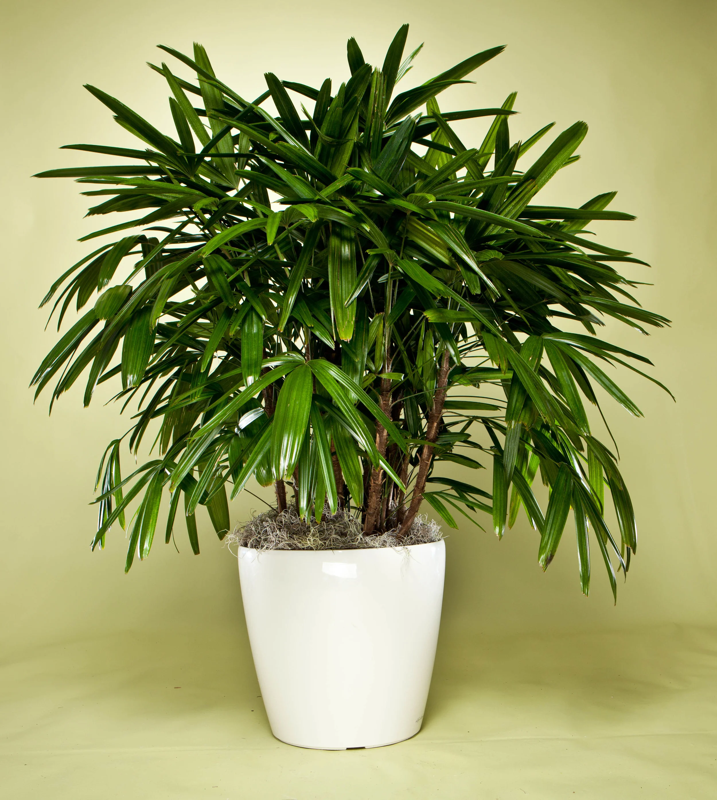 Florida Rhapis Palm