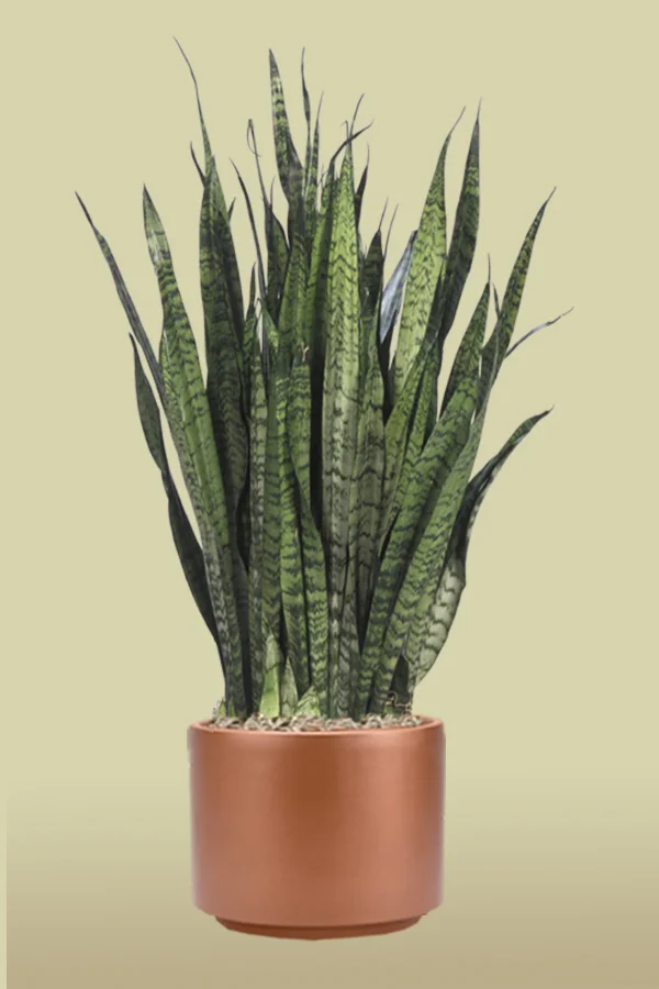 Sansevieria Black Coral