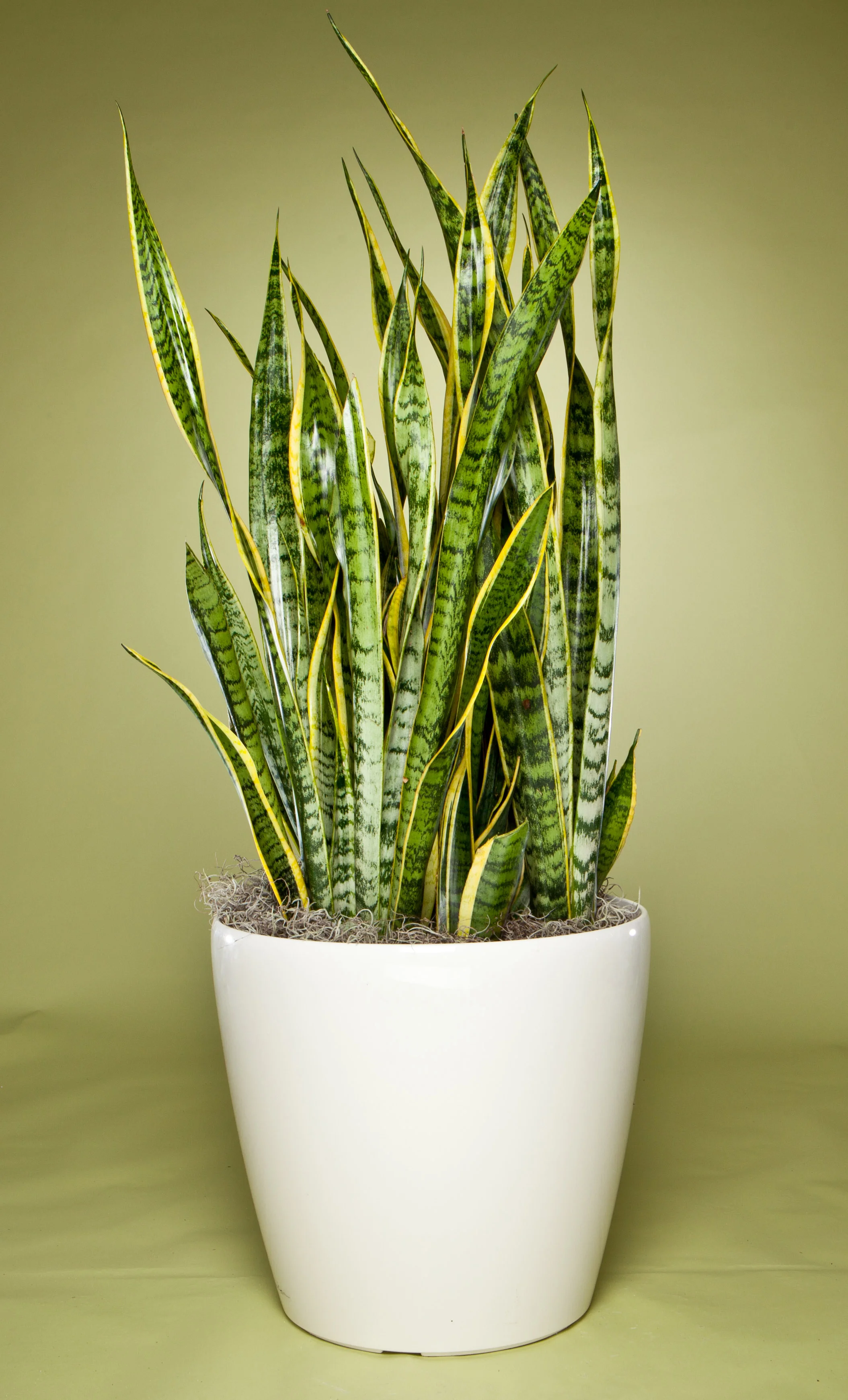 Sansevieria Laurentii