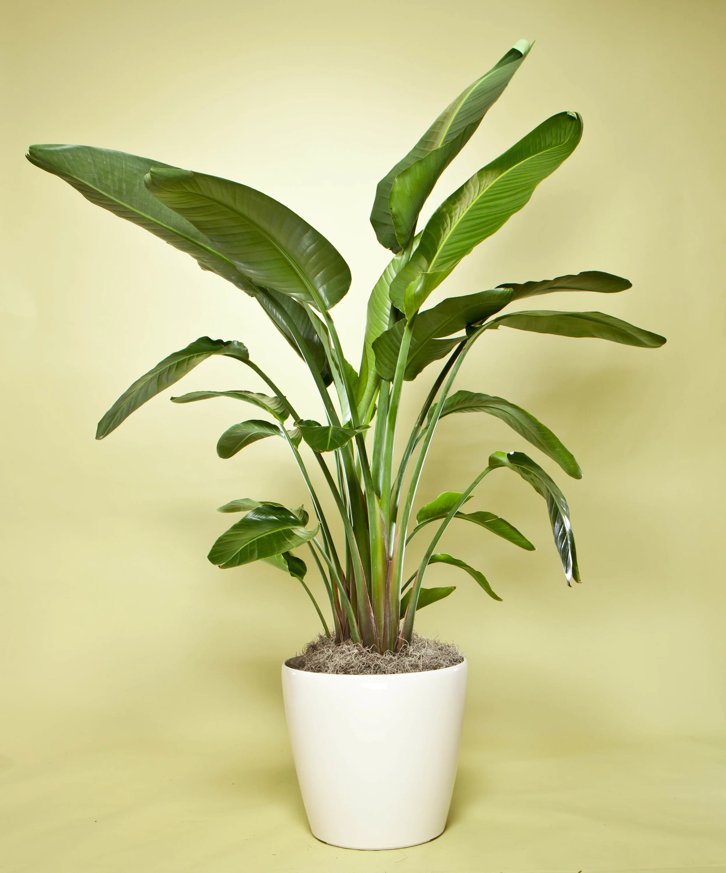 White Bird of Paradise