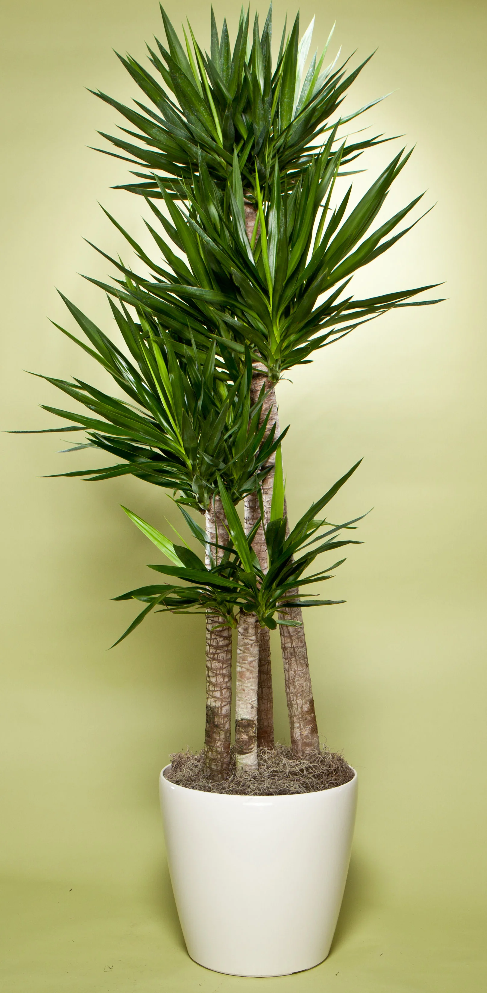 Yucca Cane