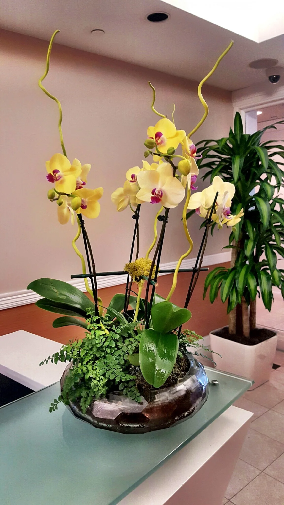 Orchid Arrangement.jpg