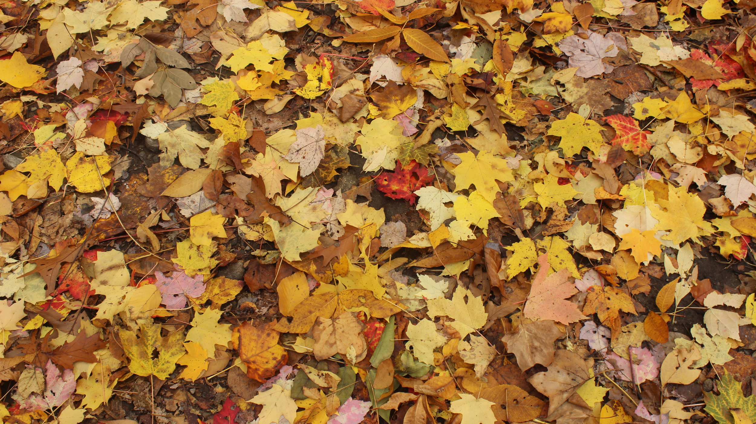 Fall Leaves - Upstate NY