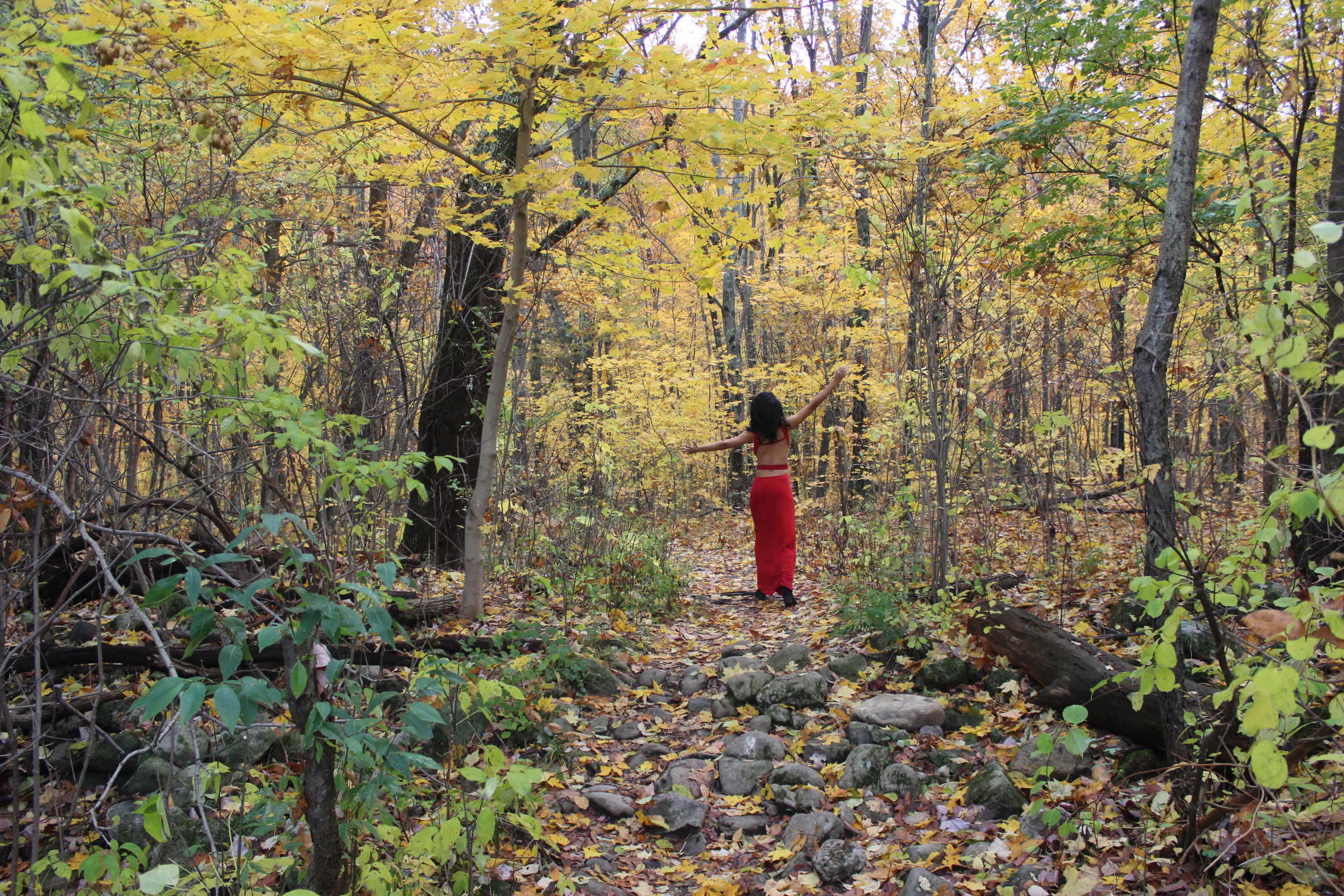 Red in the trees, Upstate NY